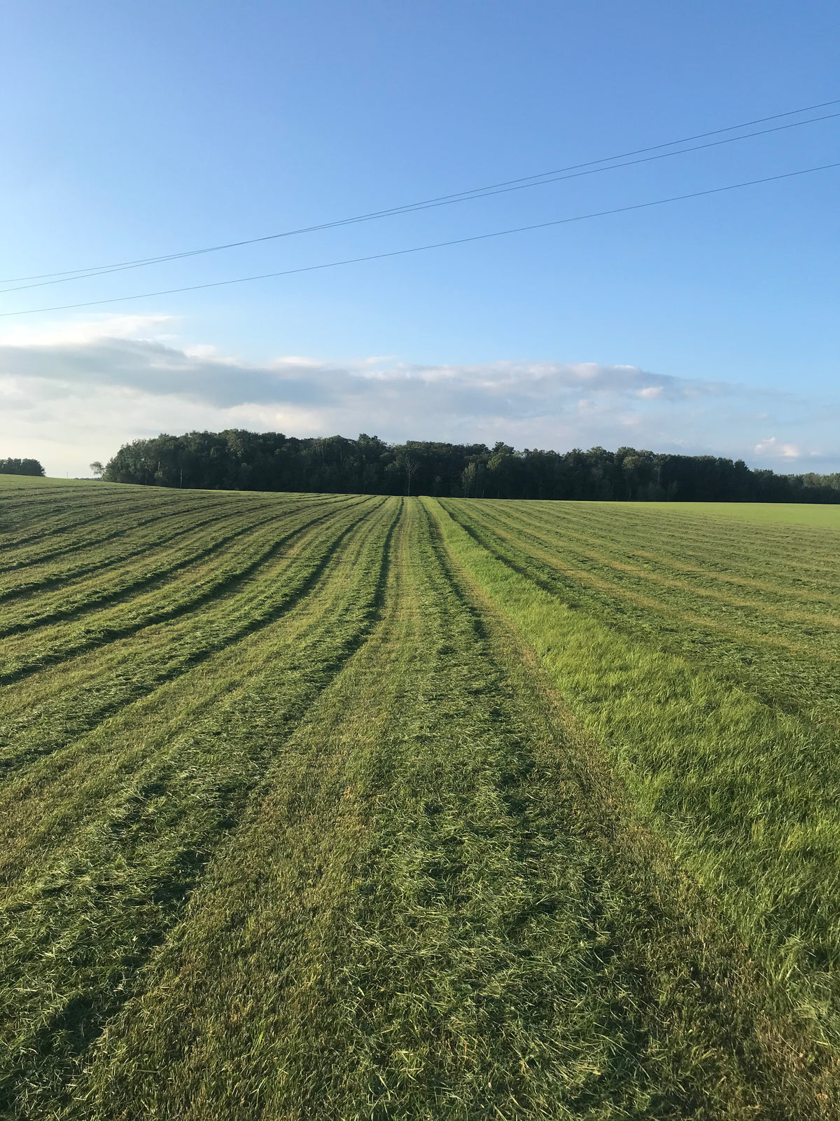 Tender Third Cut Timothy Hay