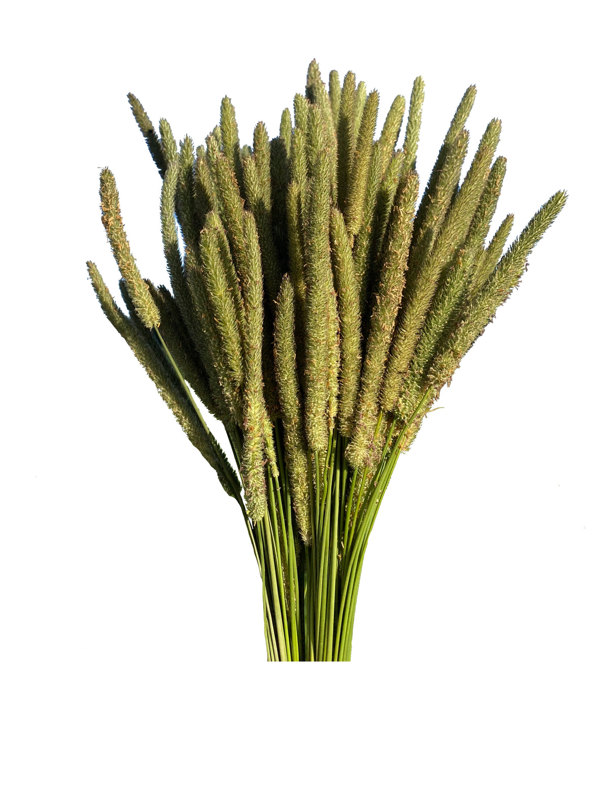 150 Timothy Hay Heads
