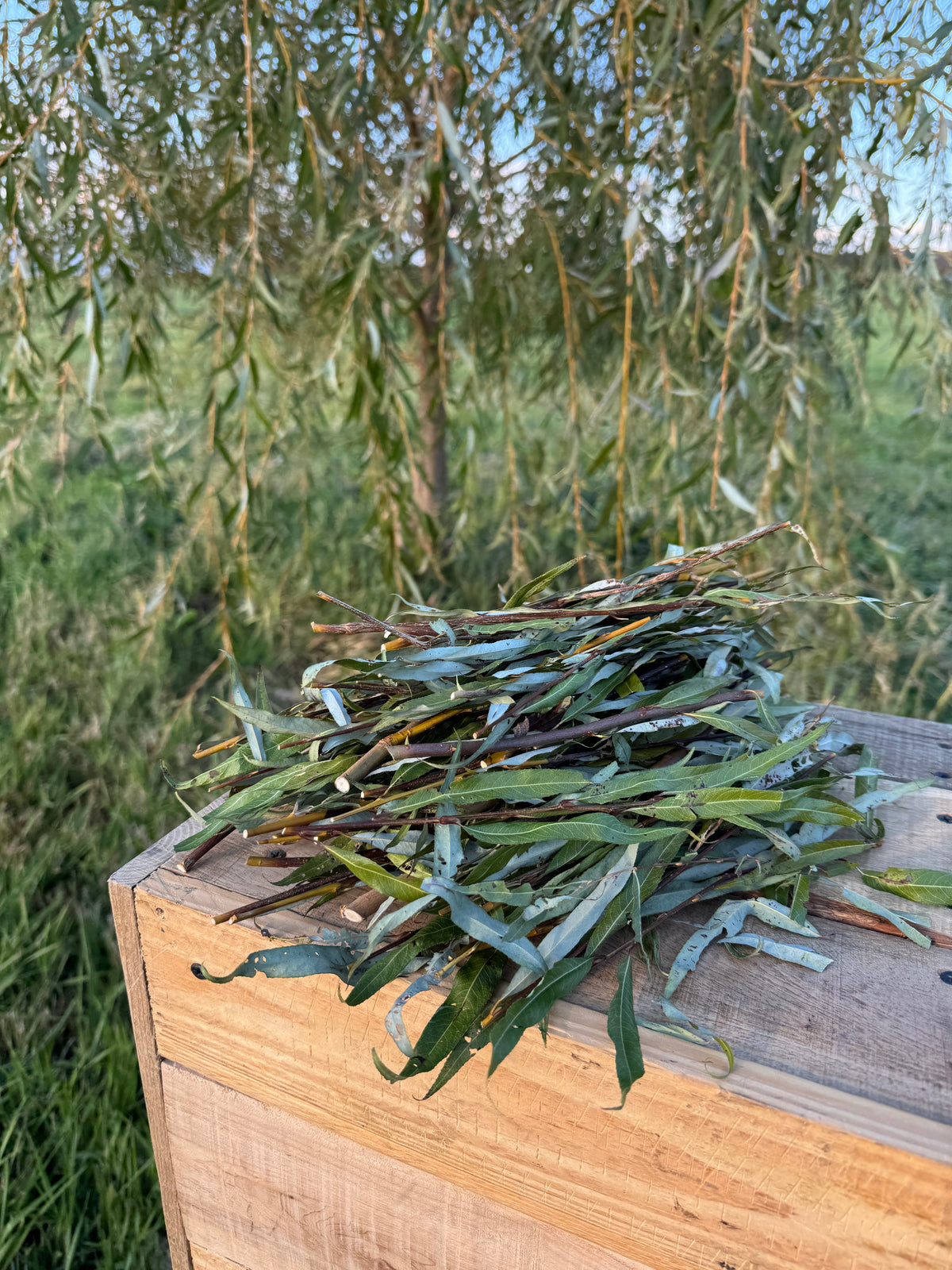 12 Willow Shoots with Leaves