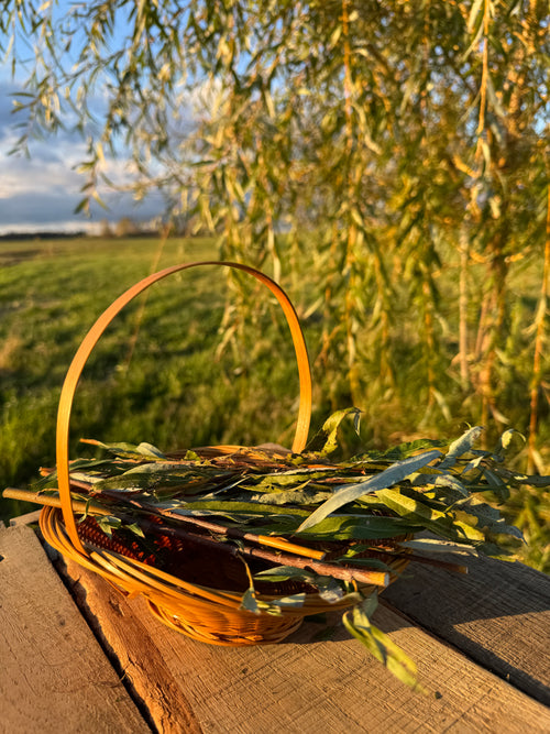 12 Willow Shoots with Leaves