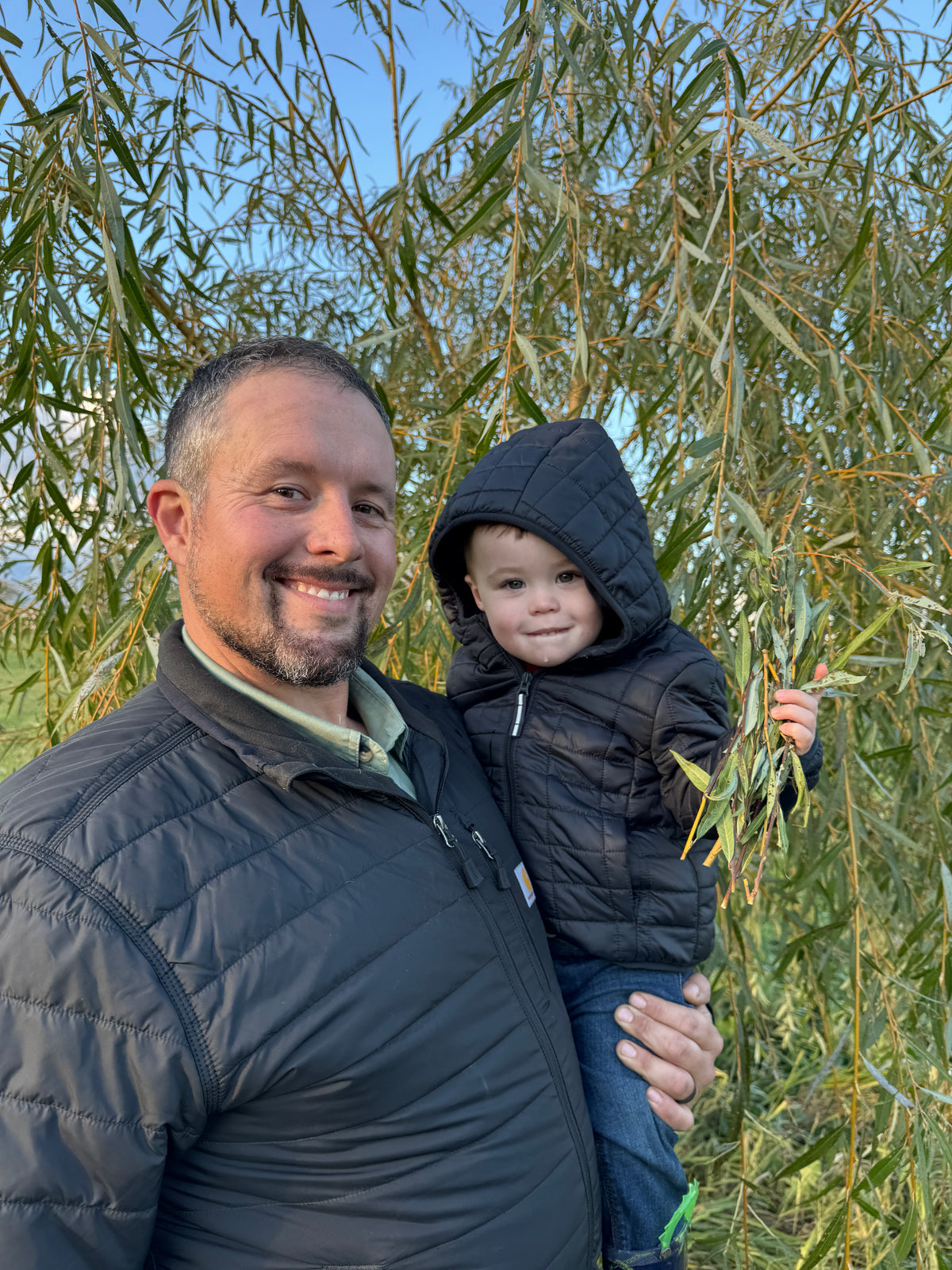 12 Willow Shoots with Leaves