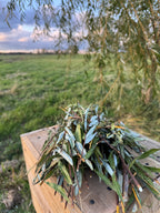 12 Willow Shoots with Leaves