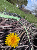 150 Dandelion Heads