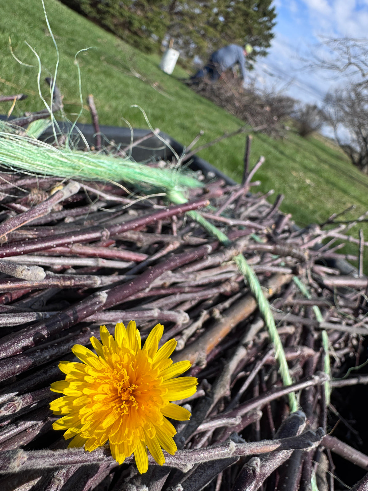 150 Dandelion Heads