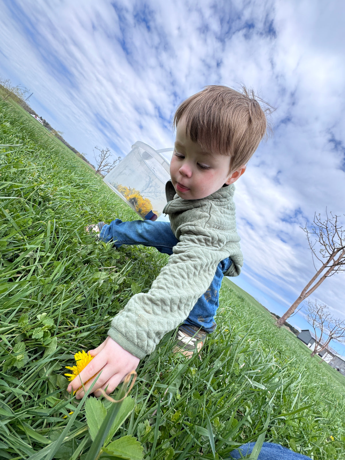150 Dandelion Heads
