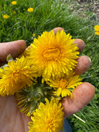 150 Dandelion Heads
