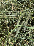 First Cutting Timothy Hay