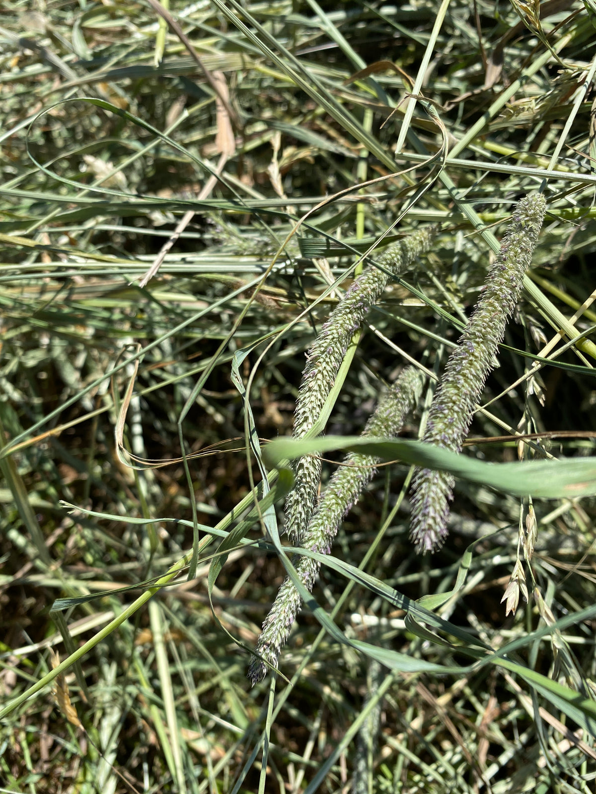First Cutting Timothy Hay