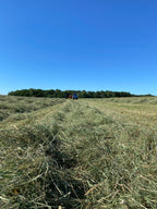Early 1st Cut