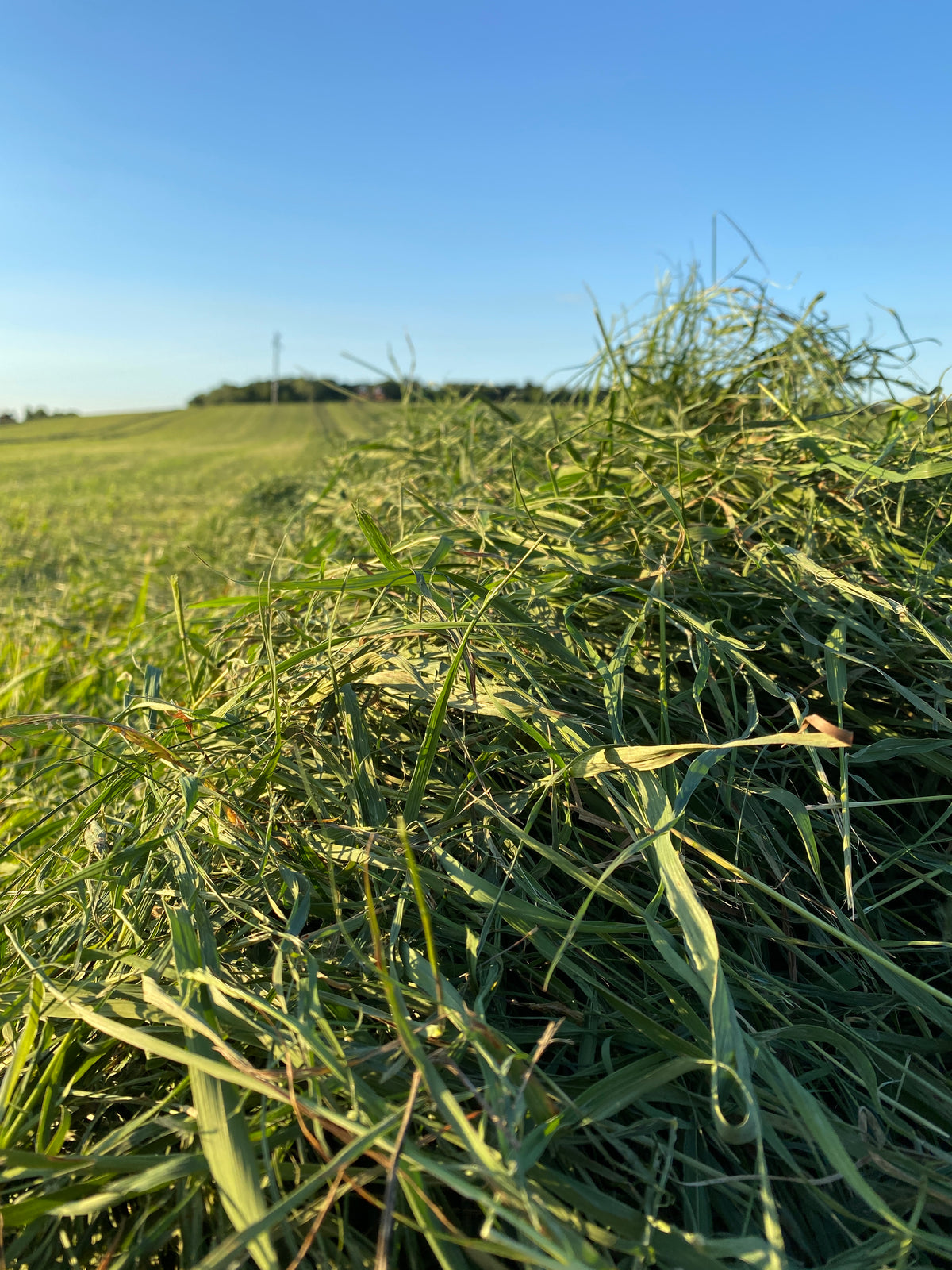 Second Cut Timothy Hay
