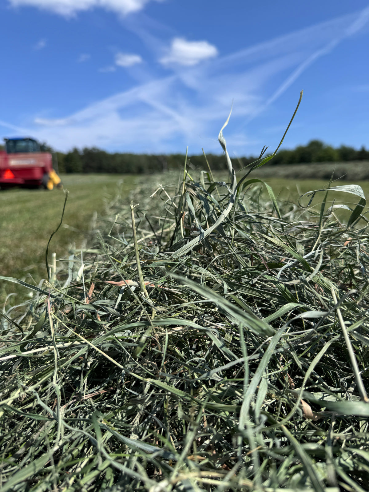 Second Cut Timothy Hay