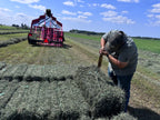 Second Cut Timothy Hay