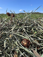 Second Cut Timothy with Clover Hay