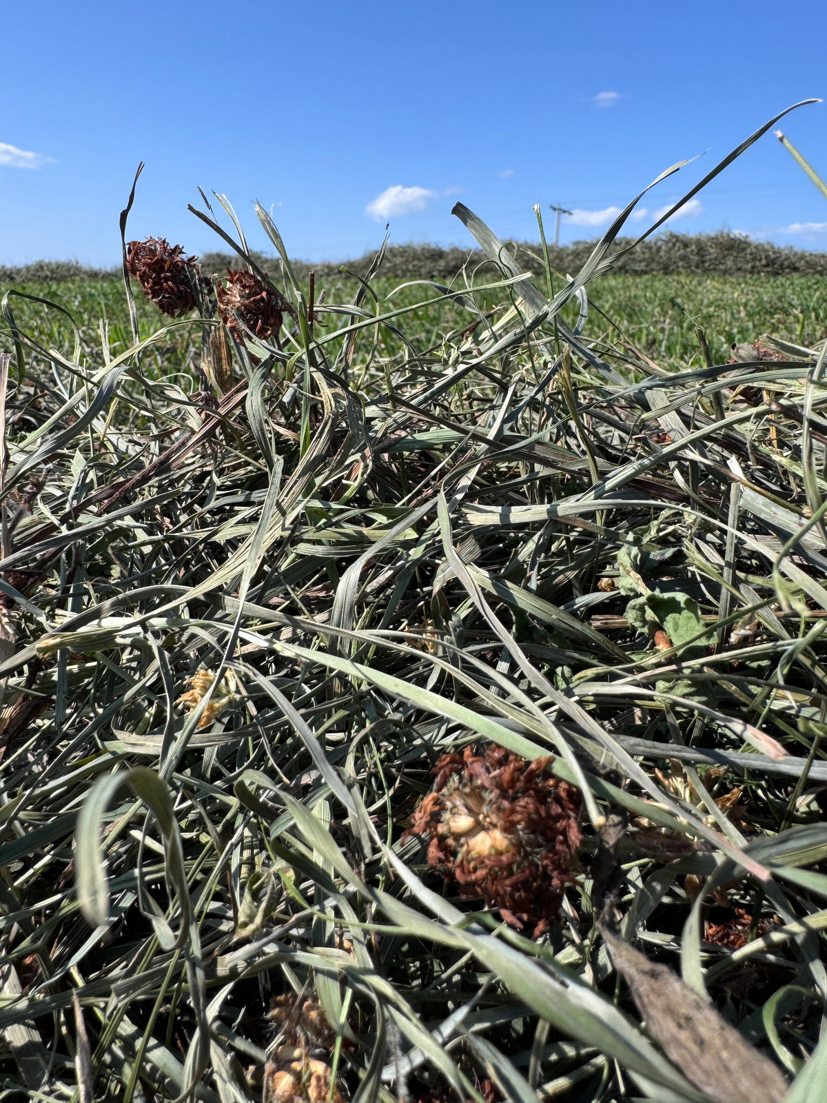 Second Cut Timothy with Clover Hay