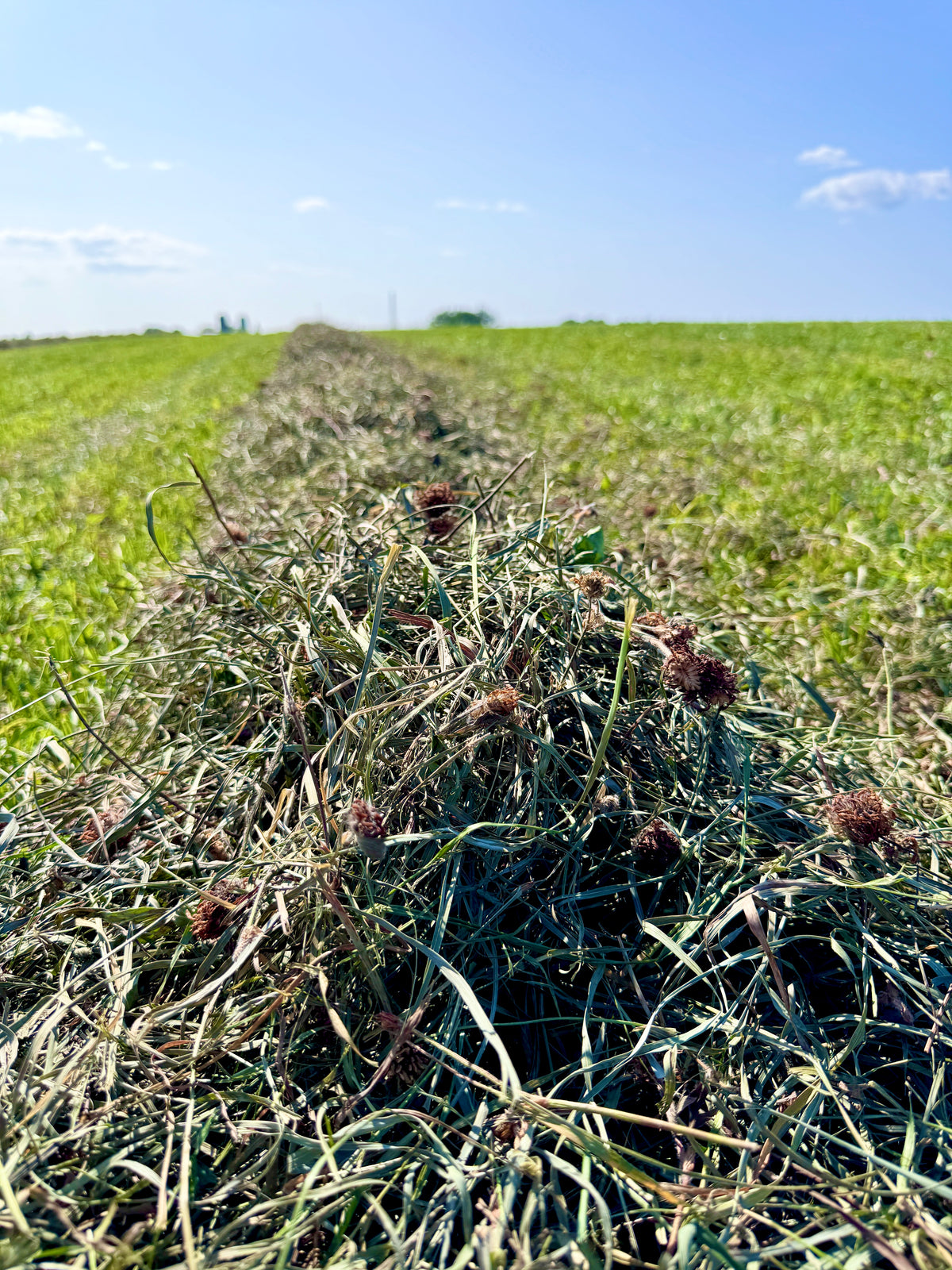 Second Cut Timothy with Clover Hay