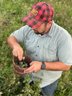 150 Clover Buds