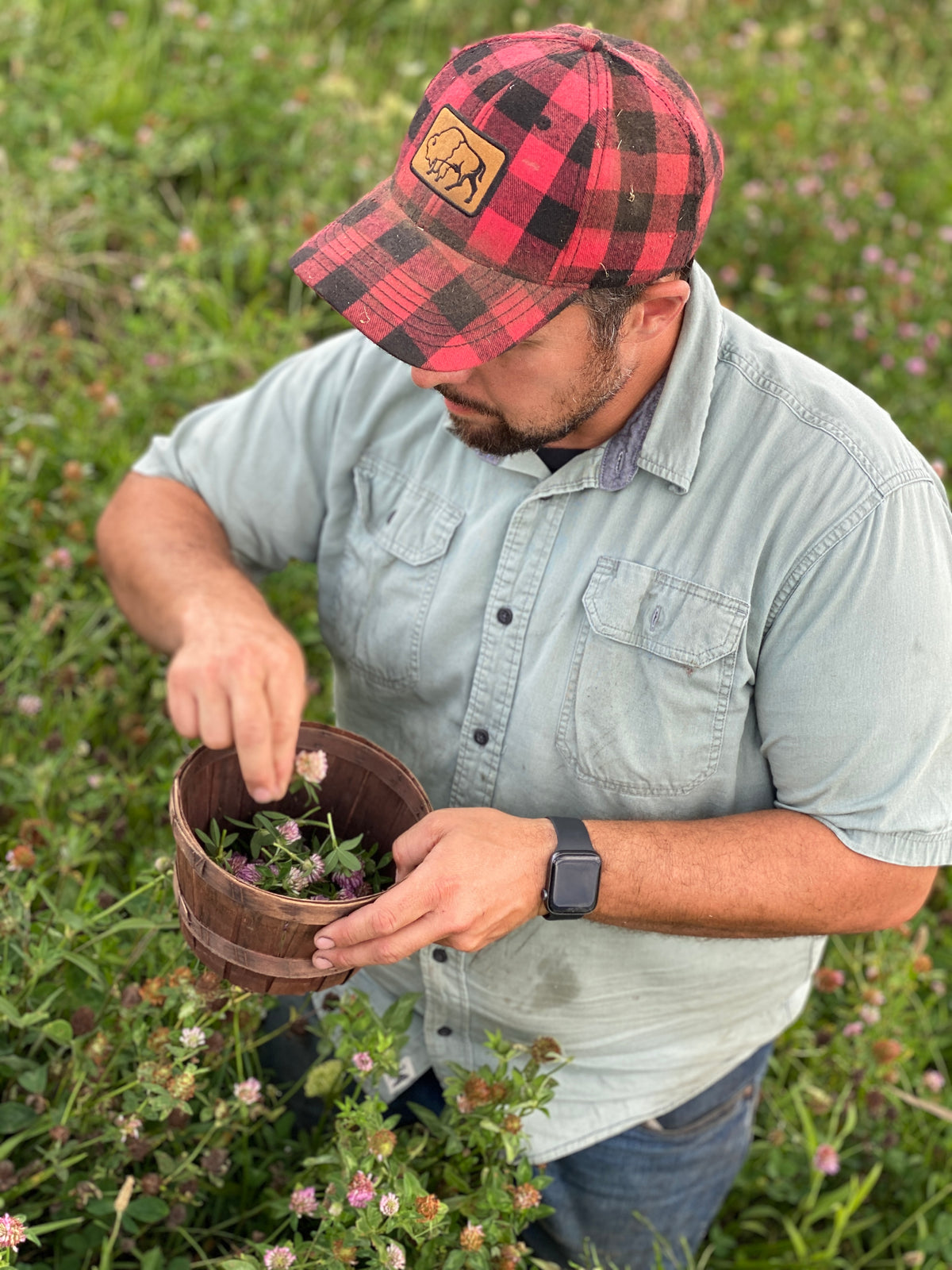 150 Clover Buds