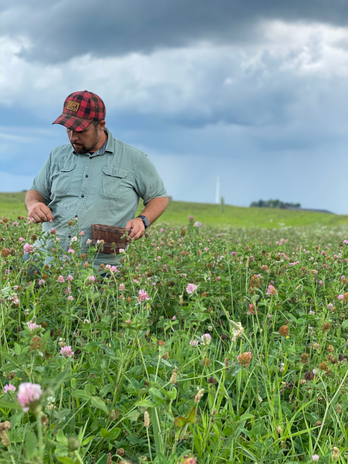 150 Clover Buds