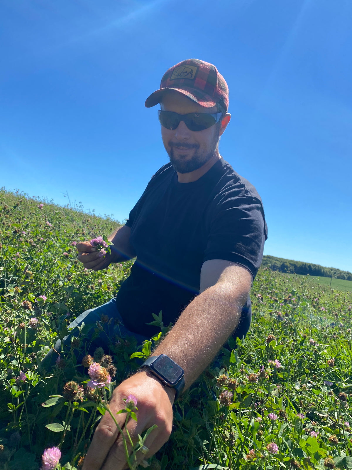 150 Clover Buds