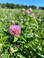 150 Clover Buds