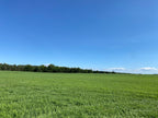 Second Cut Timothy Hay