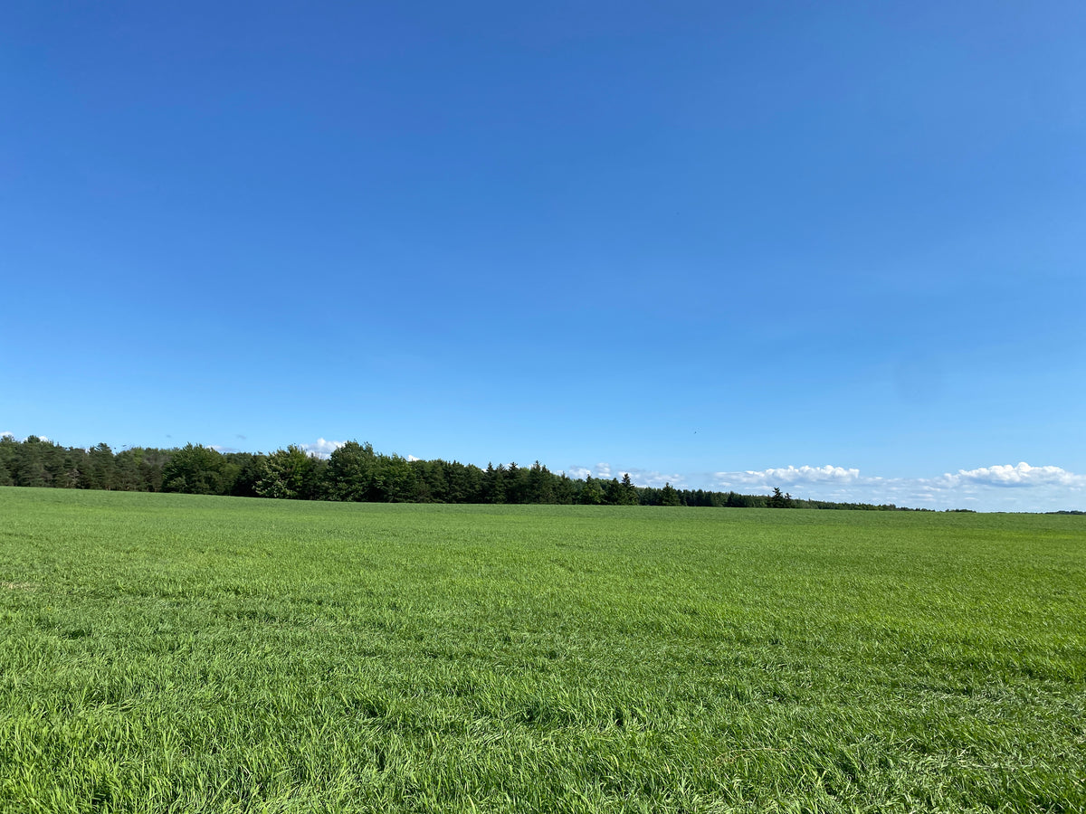 Second Cut Timothy Hay