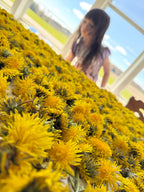 150 Dandelion Heads
