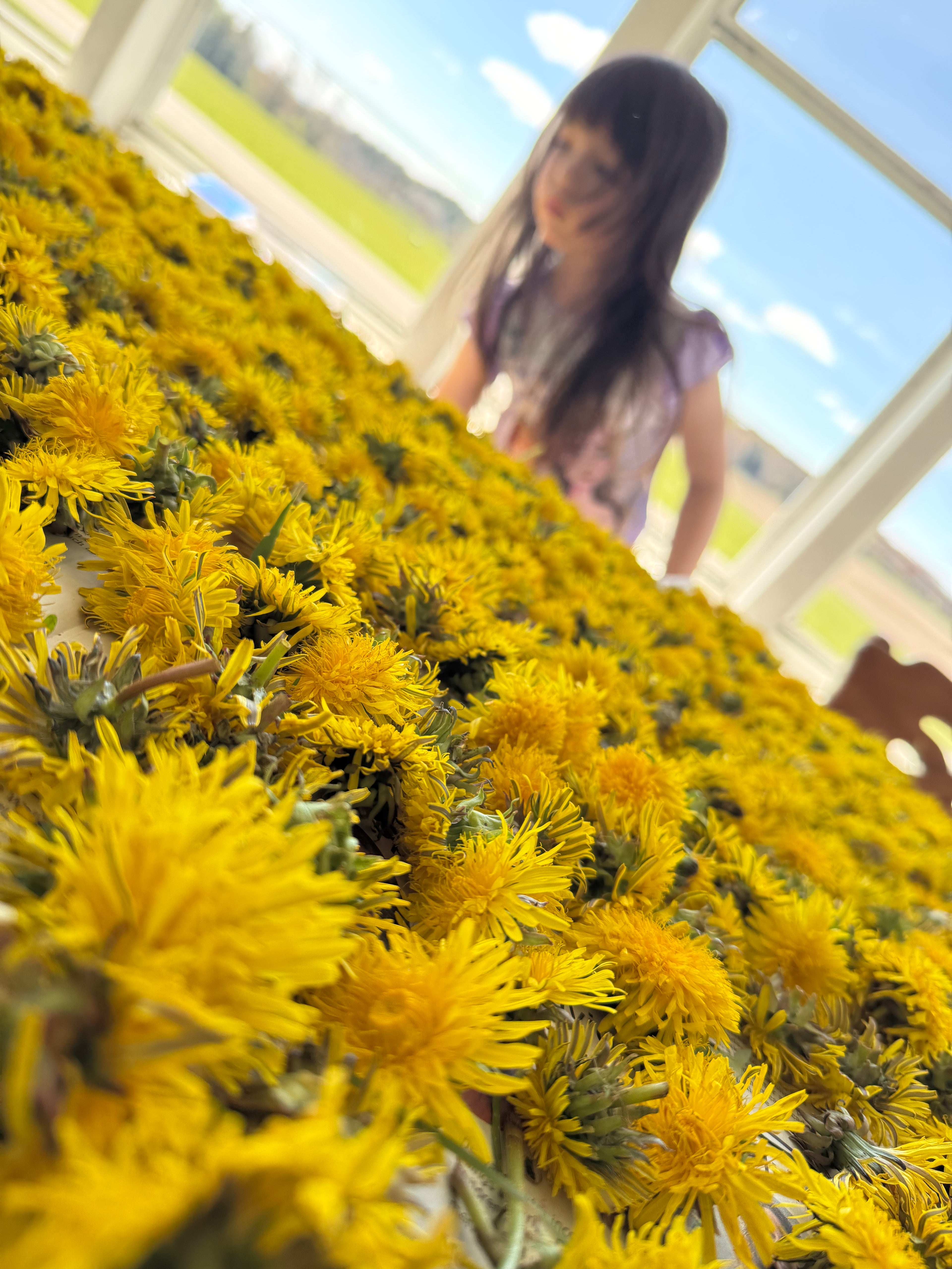 150 Dandelion Heads