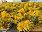 150 Dandelion Heads