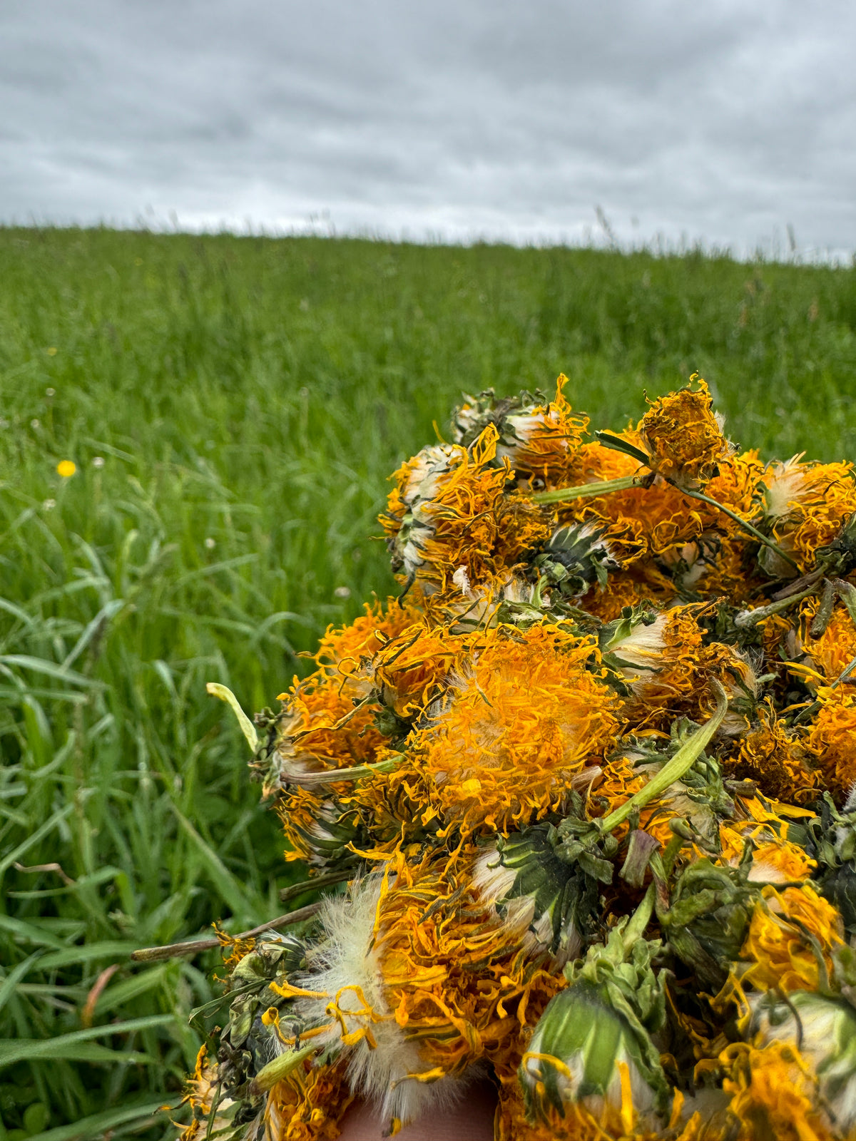 150 Dandelion Heads
