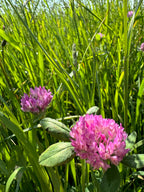 Second Cut Timothy with Clover Hay