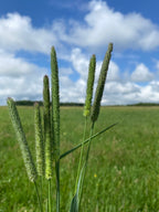 150 Timothy Hay Heads