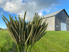 150 Timothy Hay Heads