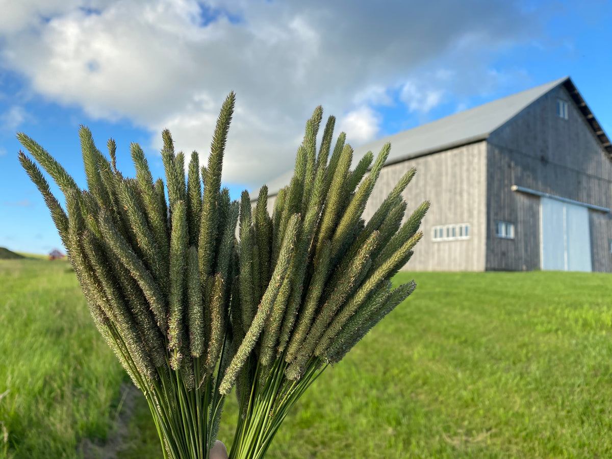 150 Timothy Hay Heads