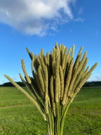 150 Timothy Hay Heads
