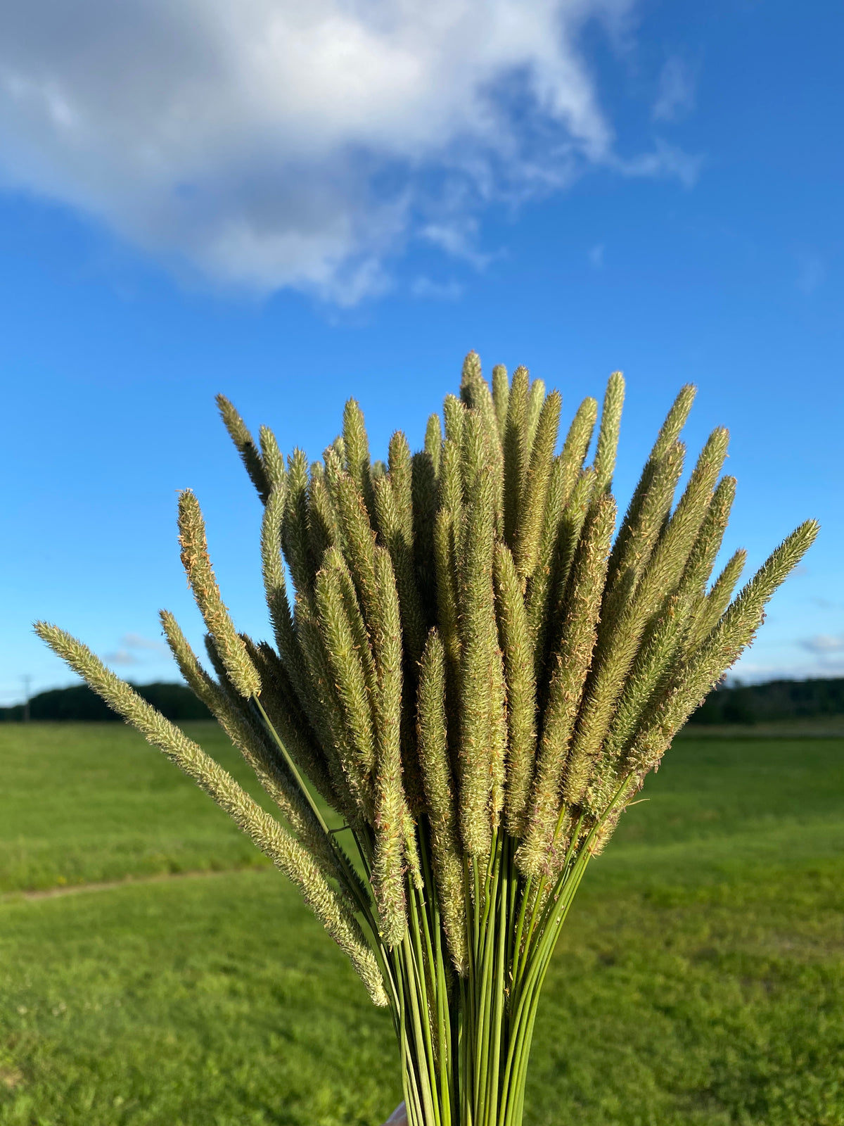 150 Timothy Hay Heads
