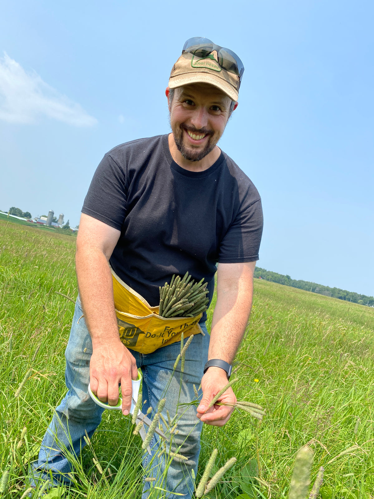 150 Timothy Hay Heads