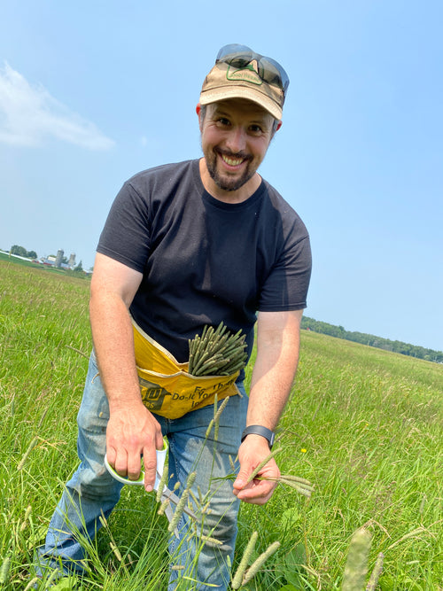 150 Timothy Hay Heads
