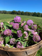 150 Clover Buds