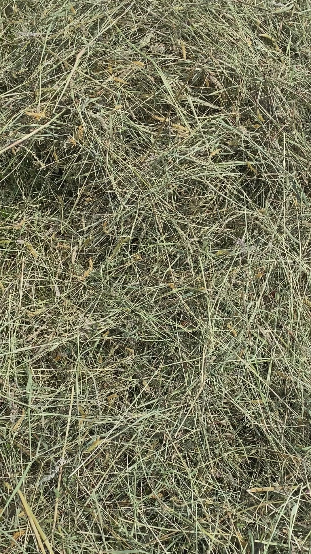 Spring Medley Hay