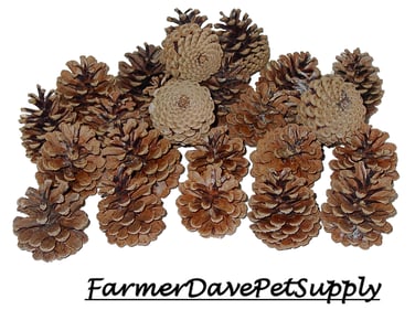 Pinecones
